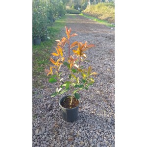 Alev Çalısı (Photinia)
 Alev Çalısı (Photinia)